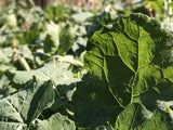 Close-up of large green leafy plants with prominent veins and textured surfaces under natural sunlight in an outdoor garden setting.