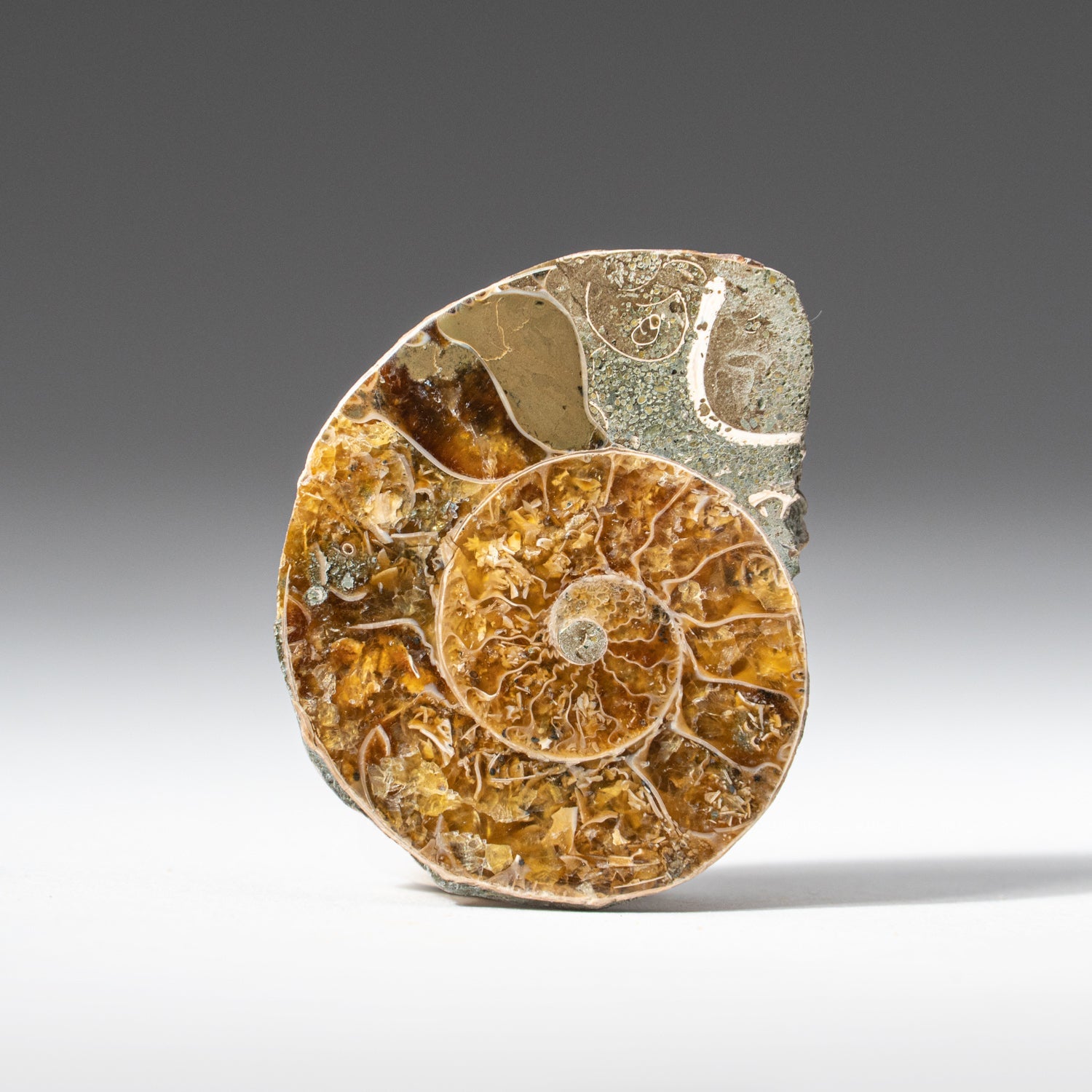 Close-up of extra-small calcified ammonite half fossil showing crystalline calcite chambers and iridescent shell