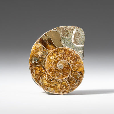 Close-up of extra-small calcified ammonite half fossil showing crystalline calcite chambers and iridescent shell
