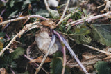 Close-up of a burl wood piece partially covered by surrounding dry and green leaves and thin purple-tinged branches creating a natural, textured composition.