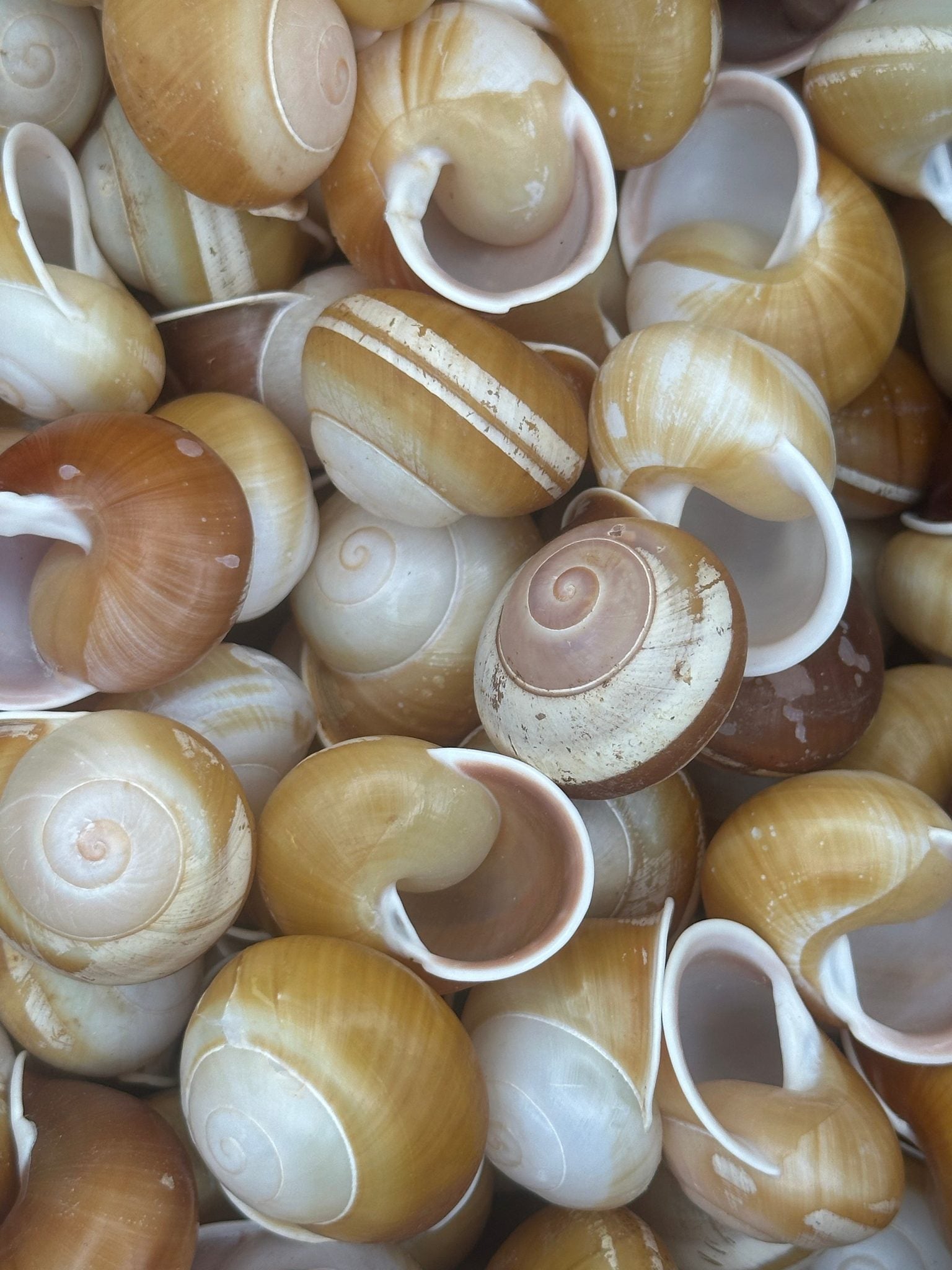 Close-up of Calocochlia land snail shells showing golden, cream, brown, and white banded patterns