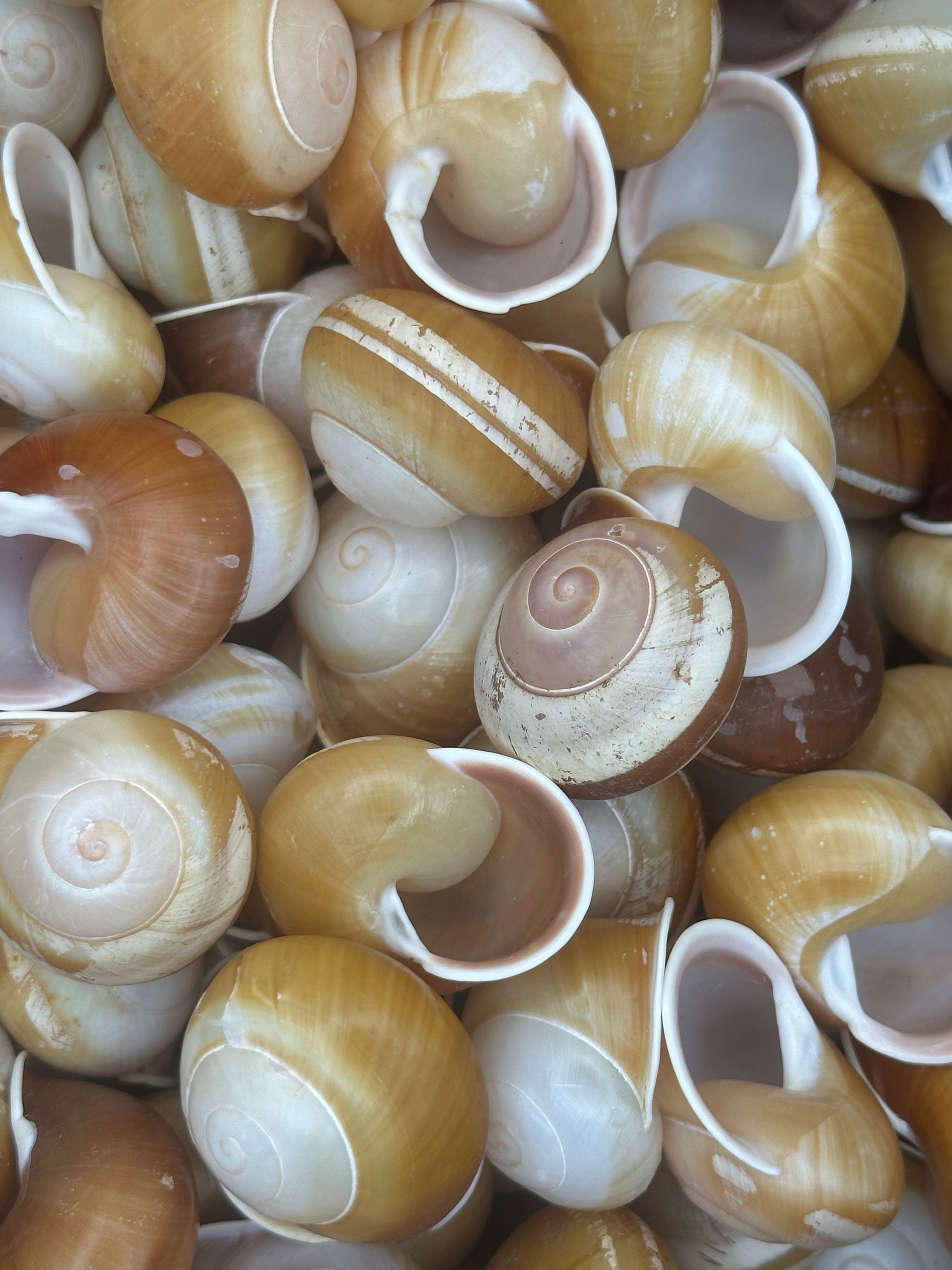 Close-up of Calocochlia land snail shells showing golden, cream, brown, and white banded patterns