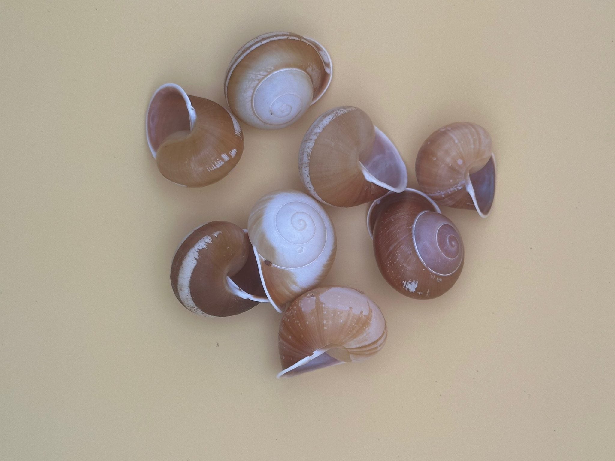 Close-up of Calocochlia land snail shells showing golden, cream, brown, and white banded patterns