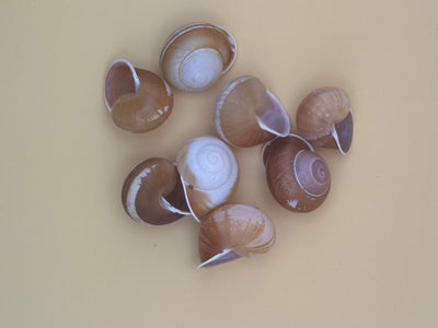 Close-up of Calocochlia land snail shells showing golden, cream, brown, and white banded patterns