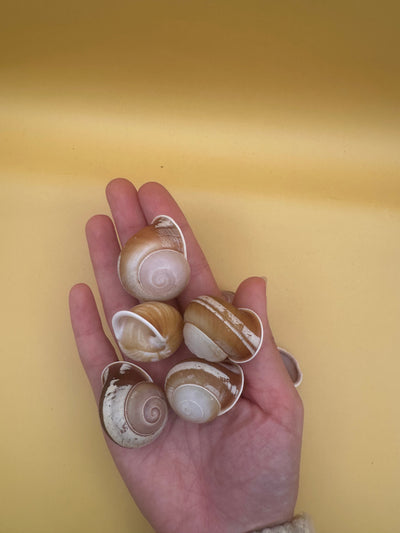 Close-up of Calocochlia land snail shells showing golden, cream, brown, and white banded patterns