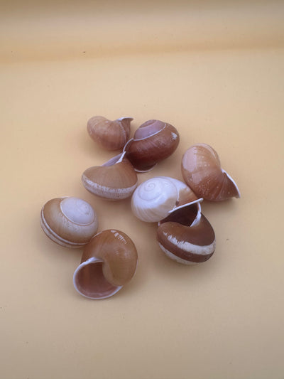 Close-up of Calocochlia land snail shells showing golden, cream, brown, and white banded patterns