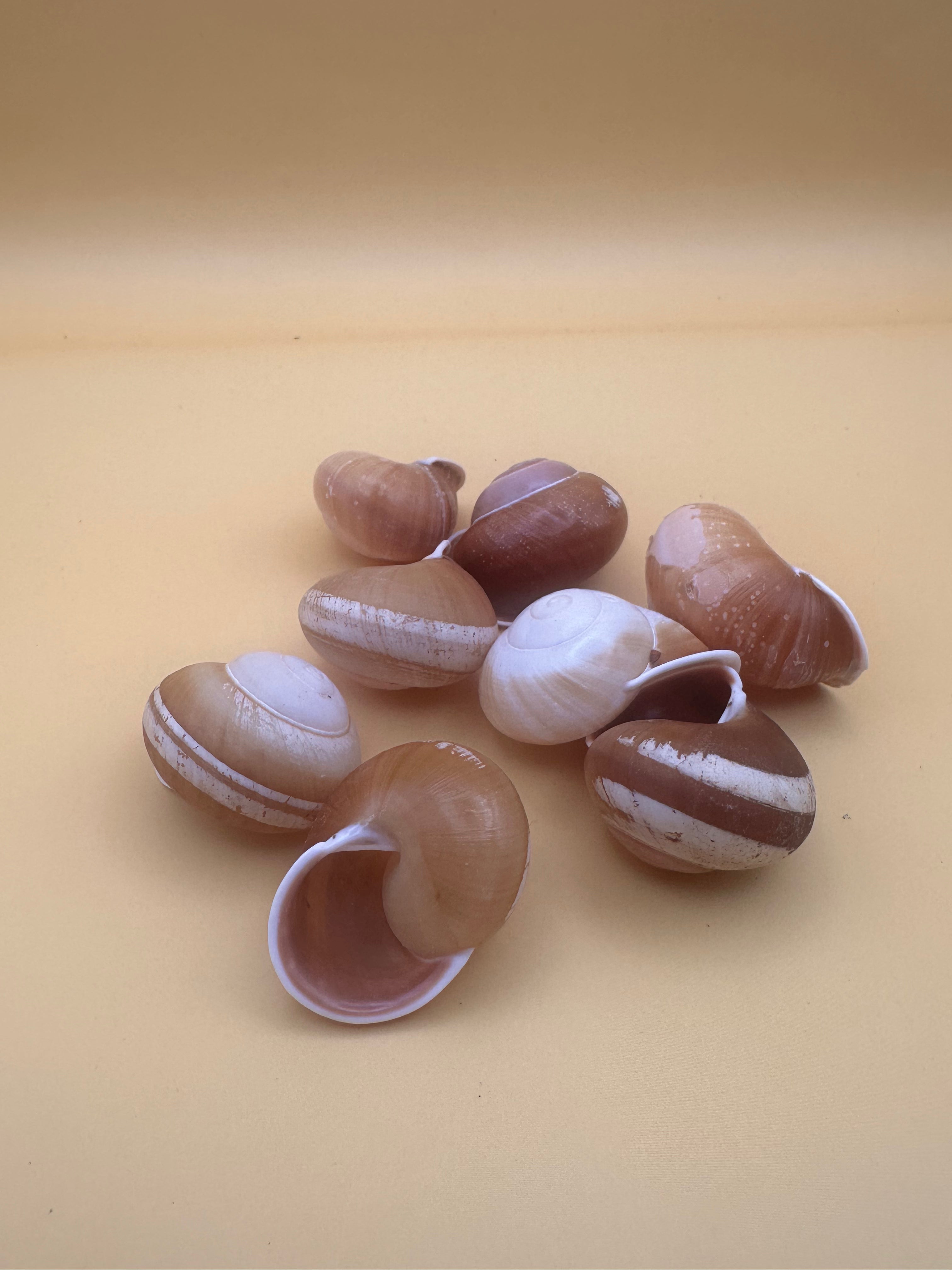 Close-up of Calocochlia land snail shells showing golden, cream, brown, and white banded patterns