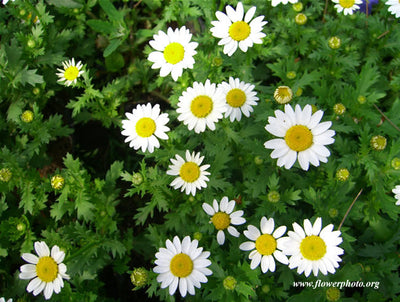 German Chamomile Seeds detail image - Resin Society
