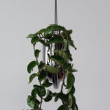 Chrome-finished metal hanging planter with lush green trailing vines against a plain white background, suspended by thin wires.