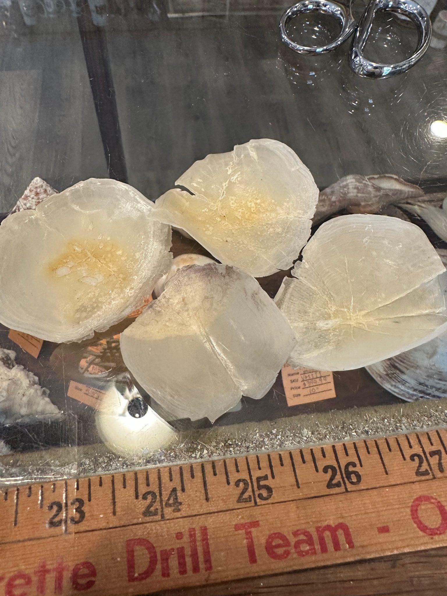 Close-up of natural Tarpon fish scales showing pearly translucent finish in small and large sizes for crafting
