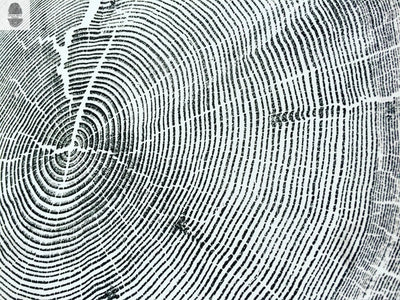 Crater Lake art, Oregon Print, Tree ring print, Woodcut print, Wood Wall art, Sacred Geometry, Forestry, National Parks, Signed Original