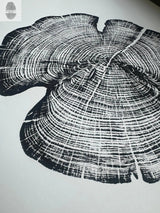 Black-and-white woodcut print of a cedar tree cross-section, showing detailed concentric growth rings and irregular outer bark shape on white background.