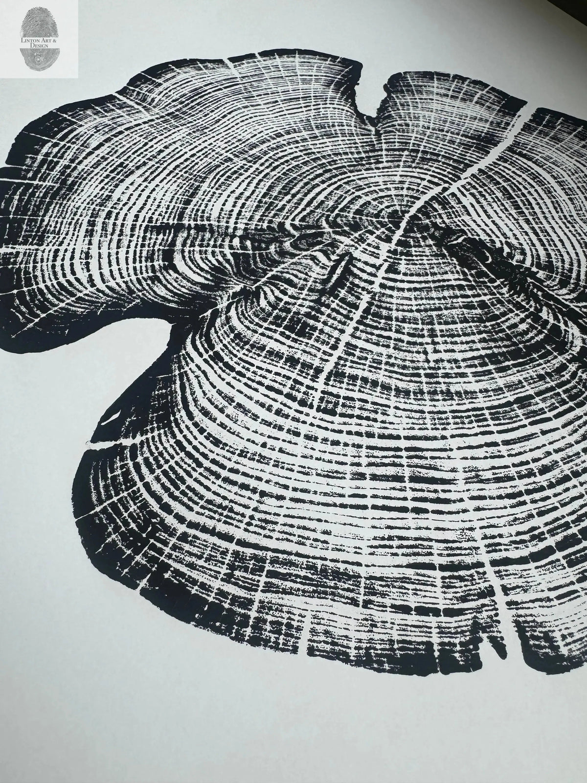 Black-and-white woodcut print of a cedar tree cross-section, showing detailed concentric growth rings and irregular outer bark shape on white background.