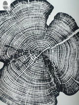 Black-and-white woodcut print of a cedar tree cross-section showing detailed growth rings and natural cracks from Reno County, Kansas.