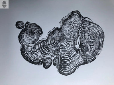 Cypress from Ireland, Tree ring art print, 18x24 inch woodcut by Linton Art