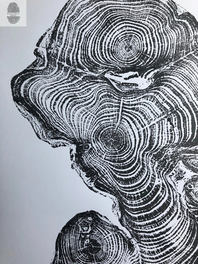 Cypress from Ireland, Tree ring art print, 18x24 inch woodcut by Linton Art