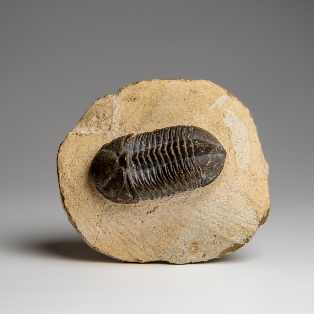Genuine Asaphus Lepidurus trilobite fossil embedded in matrix, view showing detailed fossil surface and matrix from Morocco.