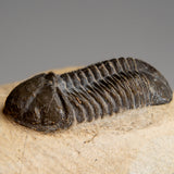 Genuine Asaphus Lepidurus Trilobite in Matrix from Morocco (221.4 grams)