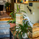 Square onyx table lamp with natural beige and greenish bands, placed on wooden table among green potted plants in a cozy indoor setting with stairs.