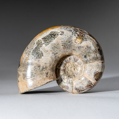 Close-up of a hand polished natural calcified ammonite fossil showing spiral shape and iridescent yellow tones