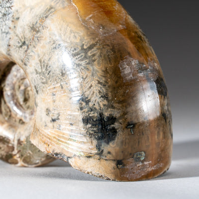Genuine Natural Calcified Ammonite Fossil (246 grams)