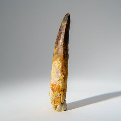 Genuine Mosasaurus Tooth in Display Case (51.9 grams) by Astro Gallery of Gems - product image 4 for Resin Society