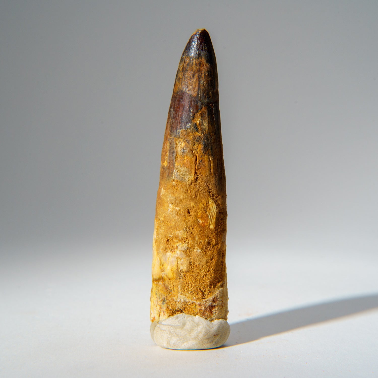 Genuine Mosasaurus Tooth in Display Case (51.9 grams) by Astro Gallery of Gems - product image 6 for Resin Society