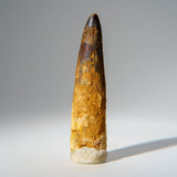 Genuine Mosasaurus Tooth in Display Case (51.9 grams) by Astro Gallery of Gems - product image 6 for Resin Society