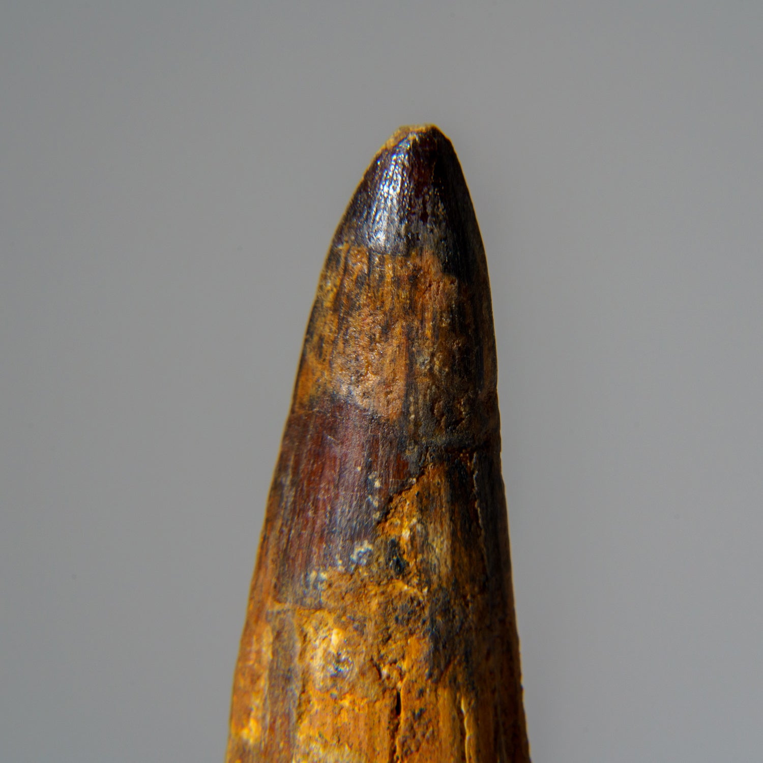 Genuine Mosasaurus Tooth in Display Case (51.9 grams) by Astro Gallery of Gems - product image 2 for Resin Society