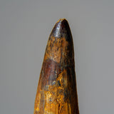 Genuine Mosasaurus Tooth in Display Case (51.9 grams) by Astro Gallery of Gems - product image 2 for Resin Society