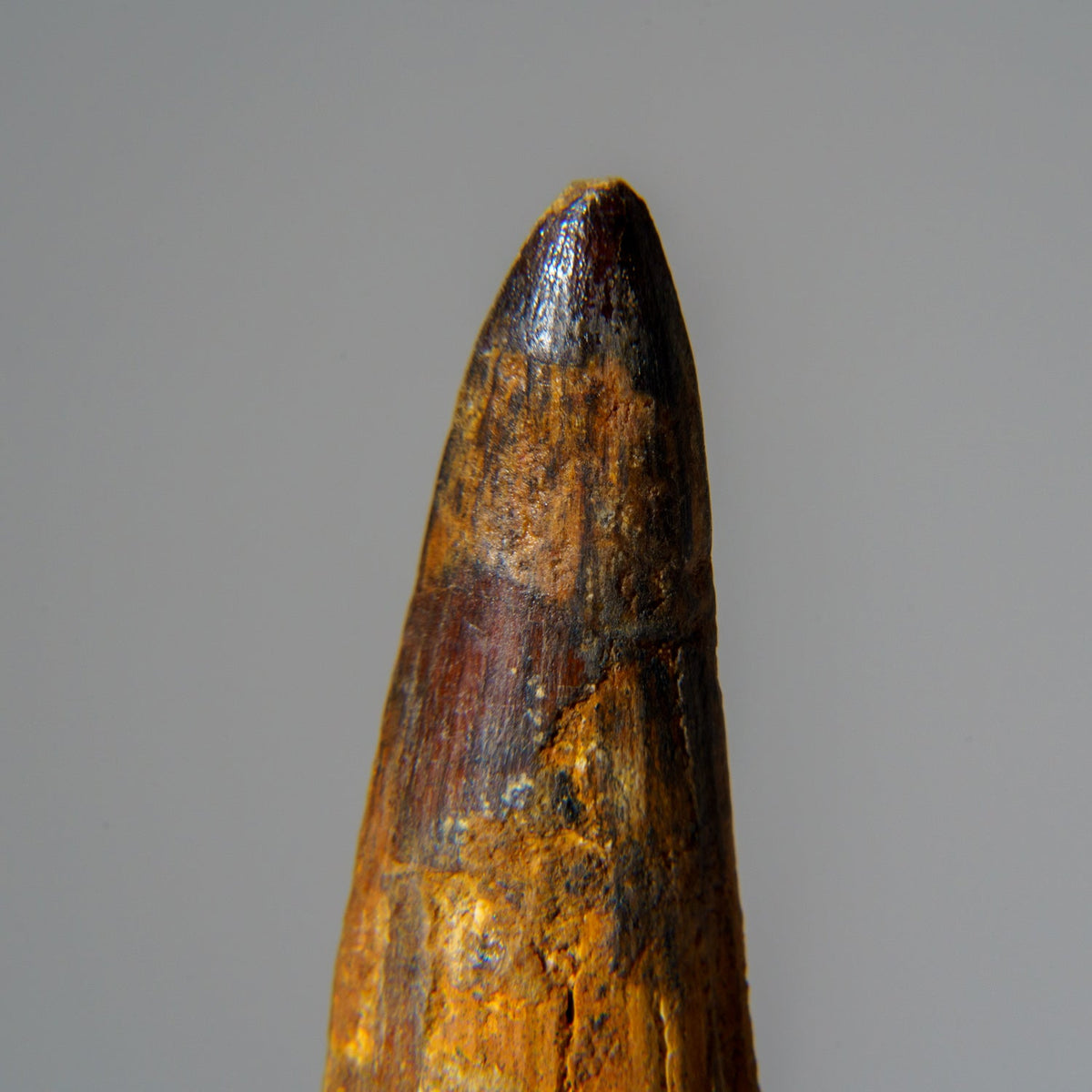 Genuine Mosasaurus Tooth in Display Case (51.9 grams) by Astro Gallery of Gems - product image 2 for Resin Society