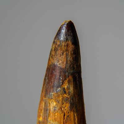 Genuine Mosasaurus Tooth in Display Case (51.9 grams) by Astro Gallery of Gems - product image 2 for Resin Society