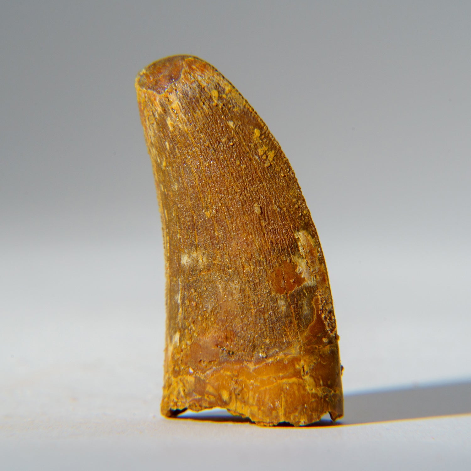Genuine Carcharodontosaurus tooth fossil displayed in a clear glass display box against a neutral background.