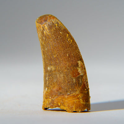 Genuine Carcharodontosaurus tooth fossil displayed in a clear glass display box against a neutral background.