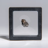 Genuine Sikhote-Alin Meteorite displayed in a box showing its iron metallic surface with natural texture