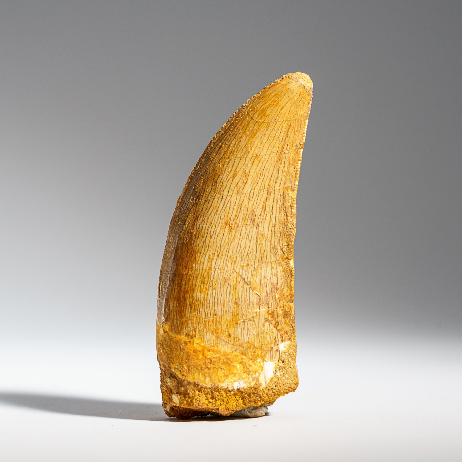 Genuine Carcharodontosaurus Fossil Tooth (30 grams) by Astro Gallery of Gems - main product image for Resin Society