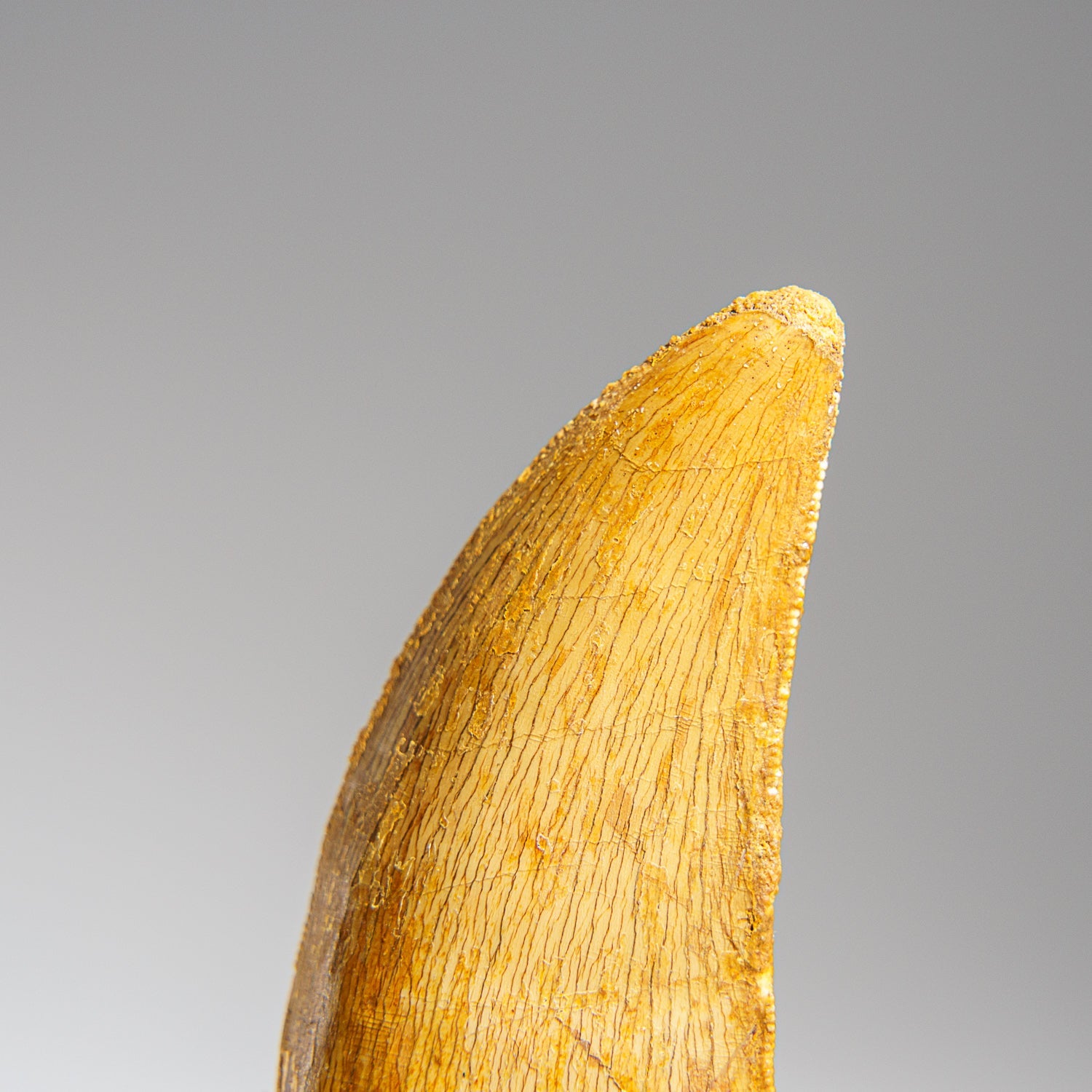 Genuine Carcharodontosaurus Fossil Tooth (30 grams) by Astro Gallery of Gems - product image 3 for Resin Society