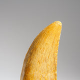 Genuine Carcharodontosaurus Fossil Tooth (30 grams) by Astro Gallery of Gems - product image 3 for Resin Society