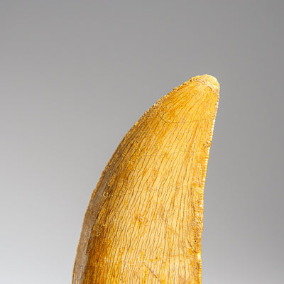 Genuine Carcharodontosaurus Fossil Tooth (30 grams) by Astro Gallery of Gems - product image 3 for Resin Society