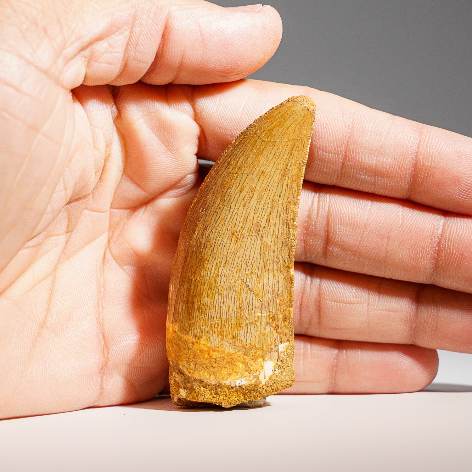 Genuine Carcharodontosaurus Fossil Tooth (30 grams) by Astro Gallery of Gems - product image 2 for Resin Society