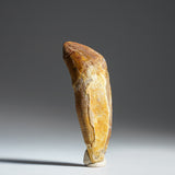 Genuine Mosasaur Tooth fossil weighing 15.6 grams displayed in close-up photography