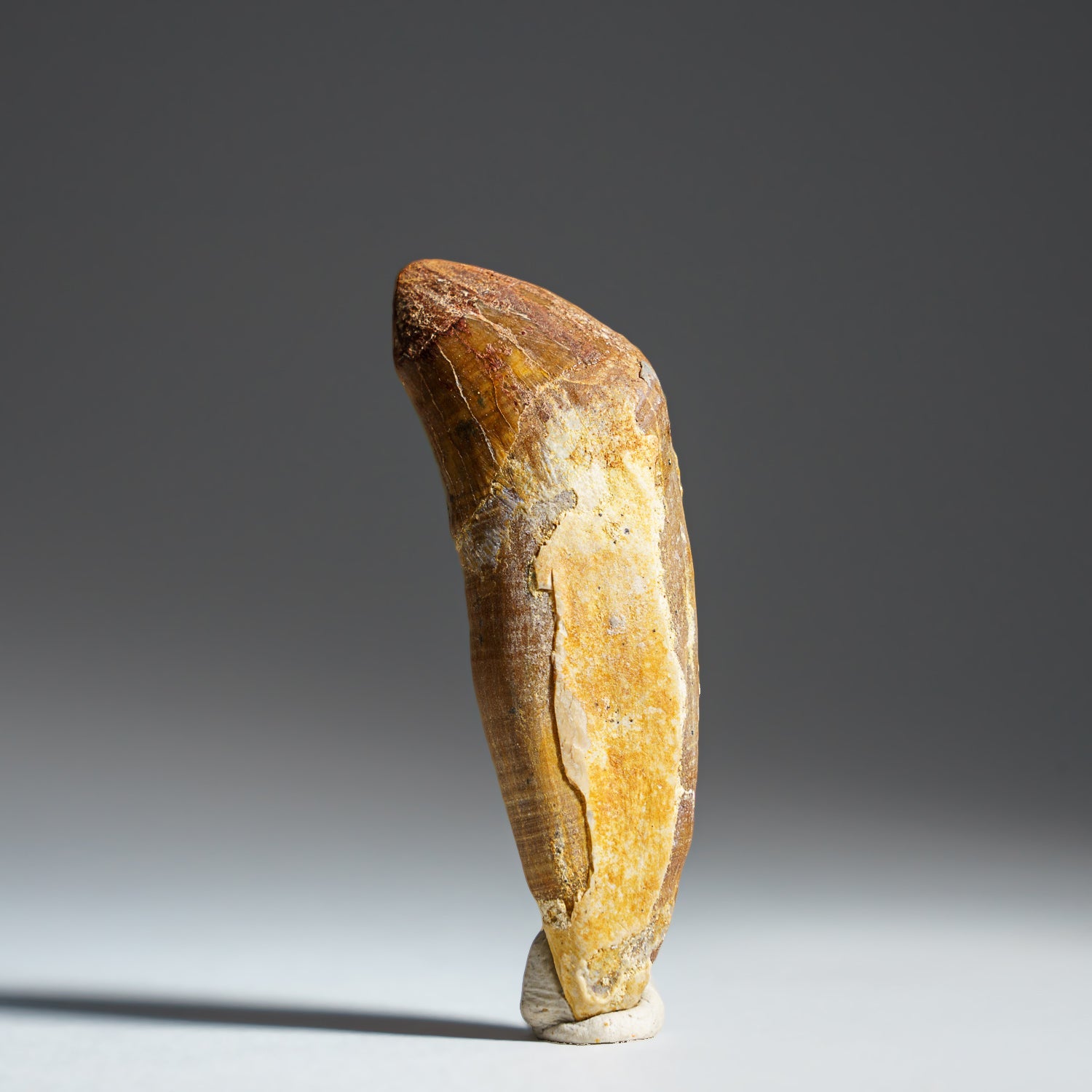 Genuine Mosasaur Tooth fossil weighing 15.6 grams displayed in close-up photography