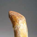 Close-up of a genuine mosasaur tooth with a pointed tip and worn surface, showing brown and beige colors against a plain gray background.