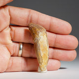 Close-up of a brownish fossilized Mosasaur tooth held between fingers, showing weathered texture and beige mineral deposits.