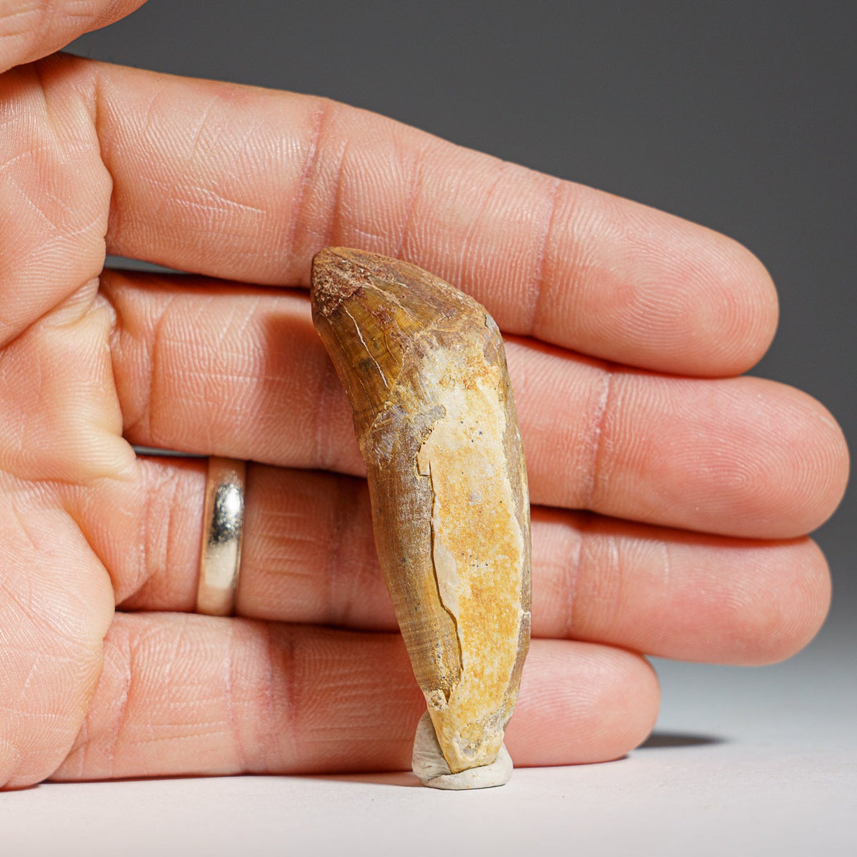 Close-up of a brownish fossilized Mosasaur tooth held between fingers, showing weathered texture and beige mineral deposits.