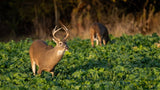A large buck with impressive antlers stands alert in a green leafy field with another deer blurred in the background near the edge of a wooded area.