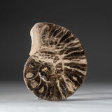 Polished calcified ammonite half showcasing internal calcite crystals and iridescent mother of pearl shell