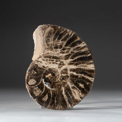 Polished calcified ammonite half showcasing internal calcite crystals and iridescent mother of pearl shell