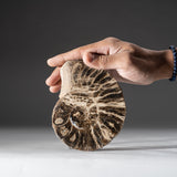 Calcified Ammonite Half (5") From Madagascar