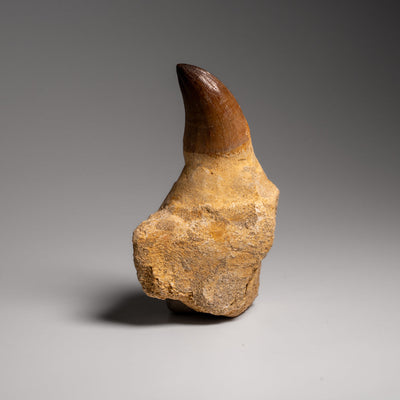 Genuine Mosasaur Tooth with Root From Morocco (135.2 grams)
